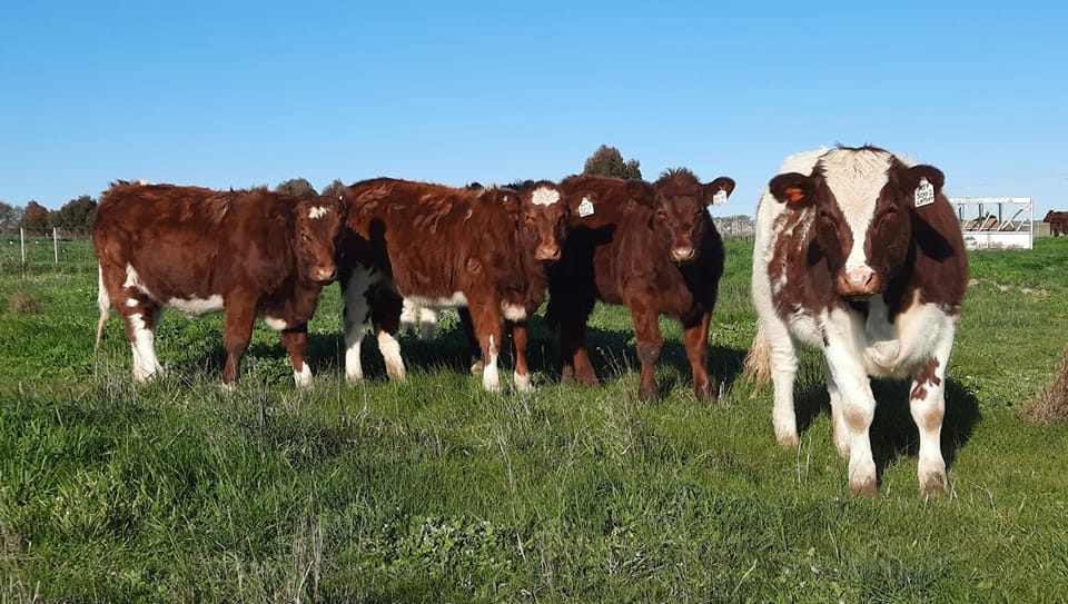 July 2022 Update - Maine-Anjou Beef Australia